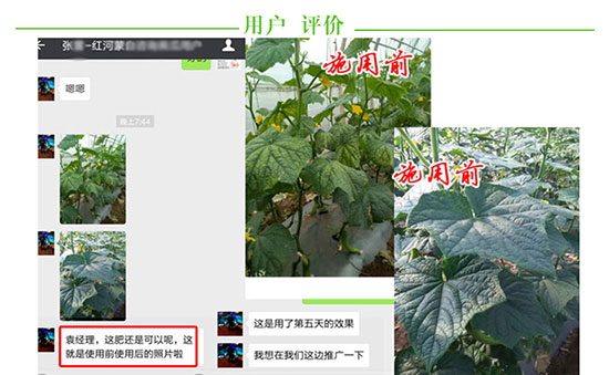 福進(jìn)門黃瓜專用水溶肥5