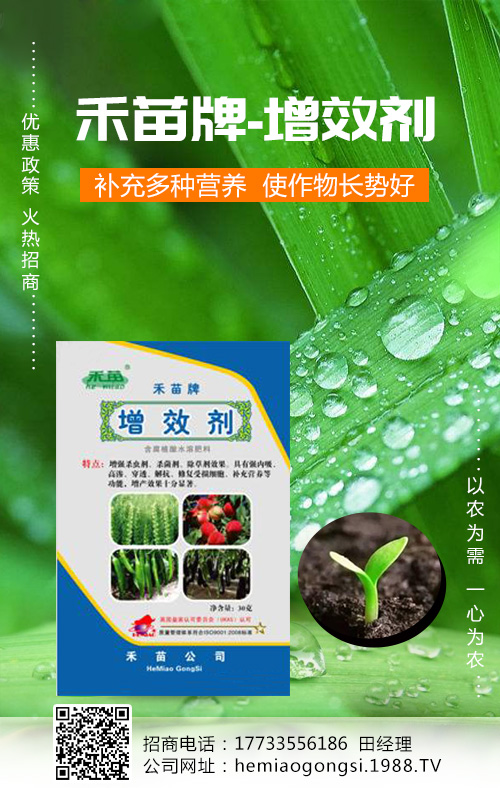 香瓜種植管理做好這些，產(chǎn)量收益有