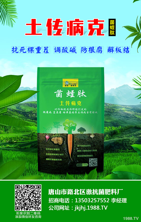 番茄立枯病危害癥狀，番茄立枯病怎么防治？