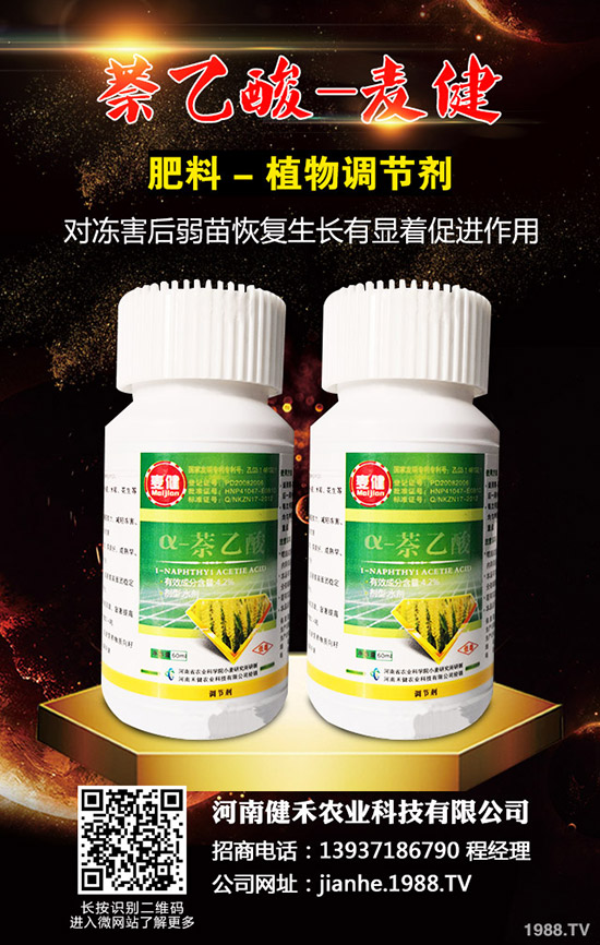 辣椒溫室白粉虱蟲害嚴(yán)重怎么辦，辣椒溫室白粉虱的發(fā)生與防治！