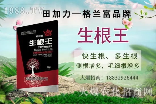 名貴中藥天麻的生長(zhǎng)環(huán)境，天麻的品種及種植前景如何？