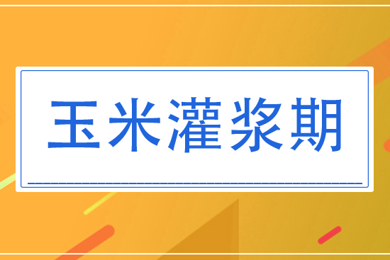 8月玉米灌漿期將怎么管理？