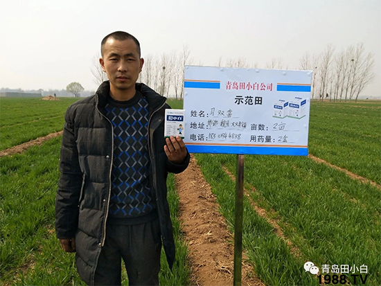 小麥雜草，節(jié)節(jié)麥泛濫成災(zāi)，怎么辦？小麥除草劑怎么選