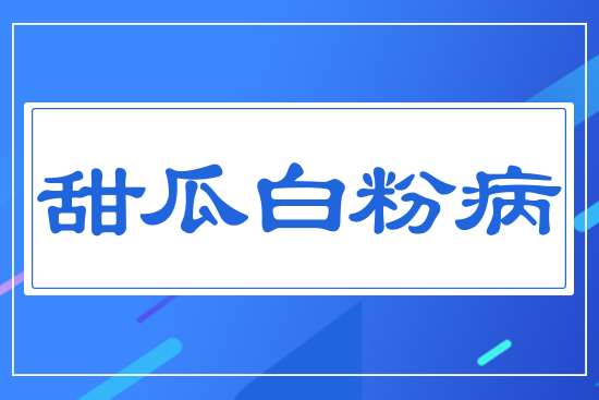 甜瓜白粉病