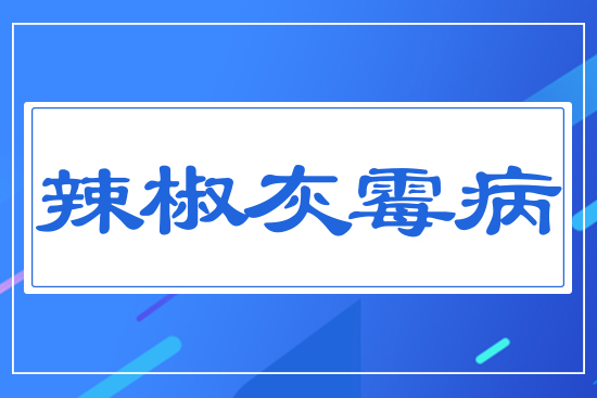 辣椒灰霉病