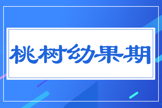 桃樹幼果期