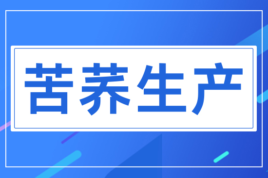 苦蕎生產(chǎn)