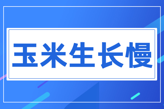 玉米苗生長緩慢